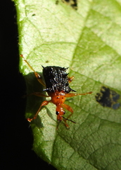 Hoplapoderus hystrix