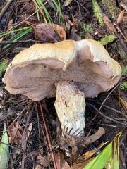 Austroboletus lacunosus