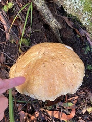Austroboletus lacunosus