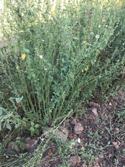 Pavonia columella