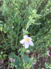 Pavonia columella