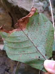 Tectaria polymorpha
