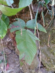 Tectaria polymorpha
