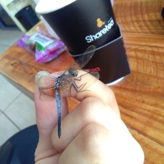 Brachydiplax chalybea