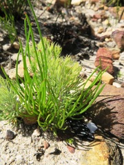 Serruria kraussii