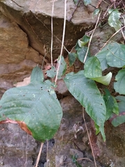 Tectaria polymorpha