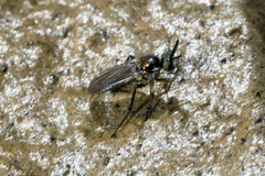 Rhaphium