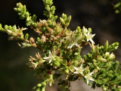 Calytrix achaeta
