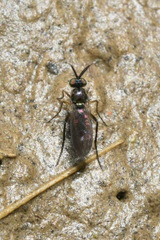 Rhaphium