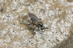 Rhaphium