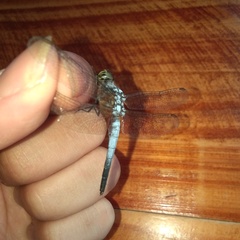 Brachydiplax chalybea