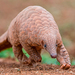 Indian Pangolin - Photo (c) U.S. Fish and Wildlife Service Headquarters, some rights reserved (CC BY)