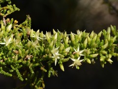 Calytrix achaeta