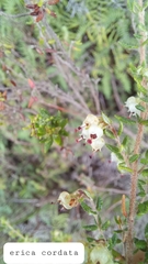 Erica cordata