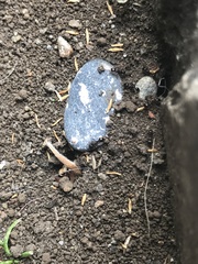 Tetramorium tsushimae