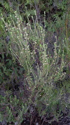 Image of Erica cordata by (c) kevin koen, some rights reserved (CC BY-SA)