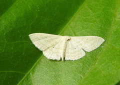 Scopula floslactata