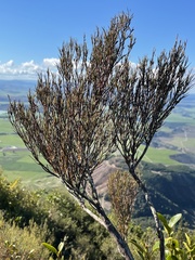 Dracophyllum subulatum