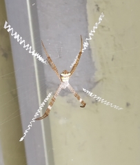 Argiope anasuja