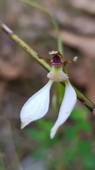 Eriochilus