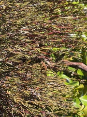 Dracophyllum subulatum