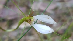 Eriochilus