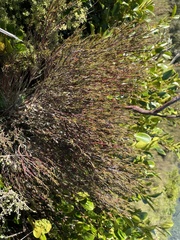 Dracophyllum subulatum