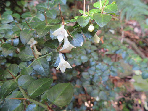 Damnacanthus indicus iNat (2)