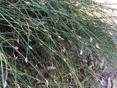 Sporadanthus interruptus