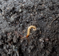 Geophilus proximus