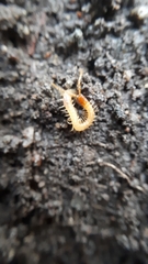 Geophilus proximus