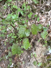 Viburnum betulifolium