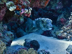 Cyclichthys spilostylus