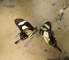 Heraclides torquatus