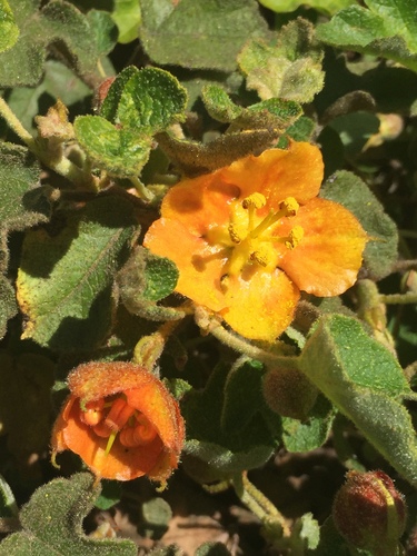 Image of Fremontodendron decumbens by (c) Amelia Tauber, some rights reserved (CC BY)