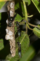 Polistes goeldii