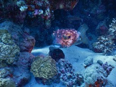 Cyclichthys spilostylus