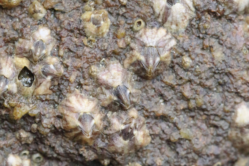 Hexaminius