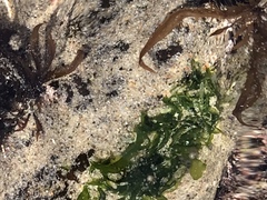 Ulva californica