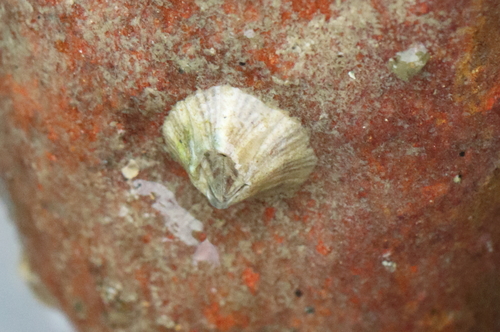 Amphibalanus amphitrite