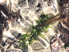 Ulva californica