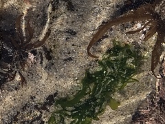 Ulva californica