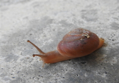 Quantula striata