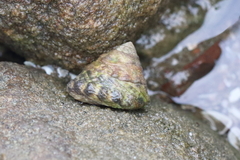 Bembicium