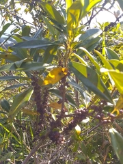 Sideroxylon salicifolium