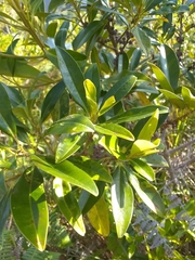 Sideroxylon salicifolium