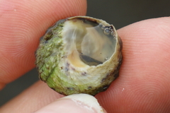 Bembicium