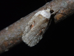 Agonopterix ocellana