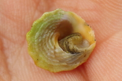Bembicium auratum