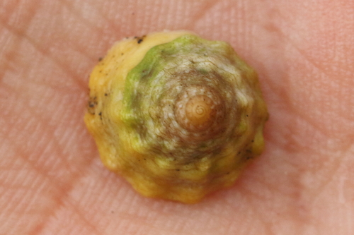 Bembicium auratum